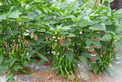 辣椒几月开始种植