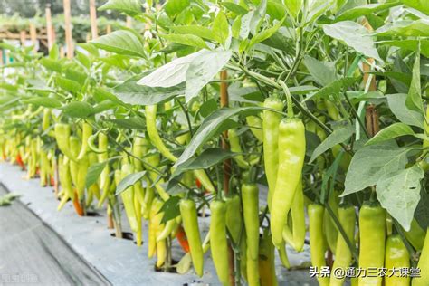 辣椒的种植方法和管理方法