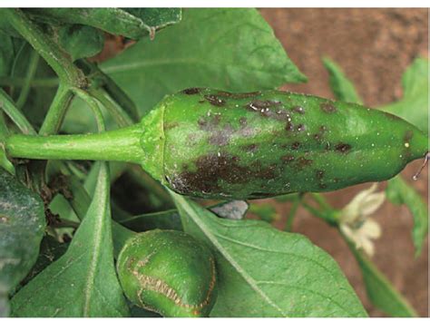 辣椒种植与病虫害管理
