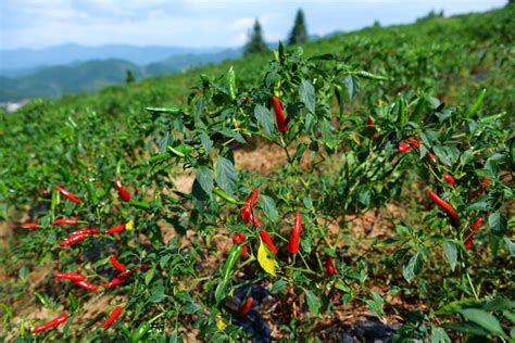 辣椒种植什么季节收获