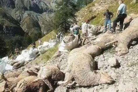 近百只山羊集体跳崖死了18只