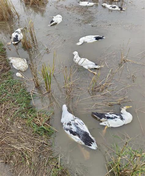近4000只鸭子被人投毒