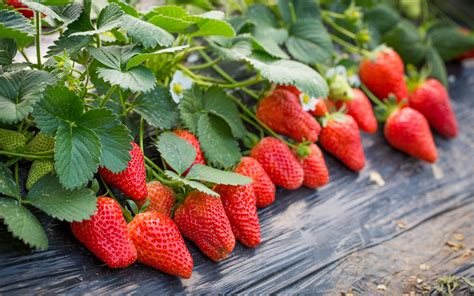 这个时候可以种草莓吗