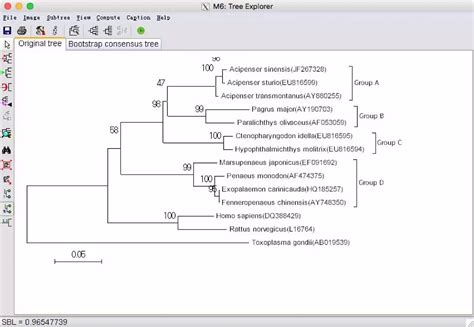 进化树构建软件