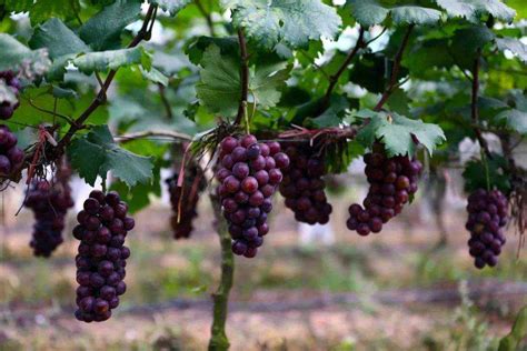 适合成都种植的葡萄品种排名