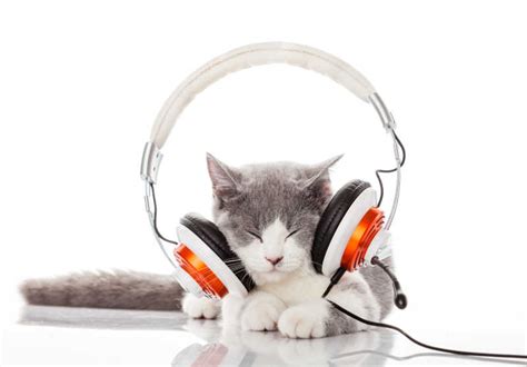适合猫咪听的音乐
