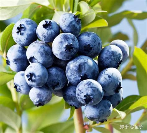 适合盆栽的蓝莓品种