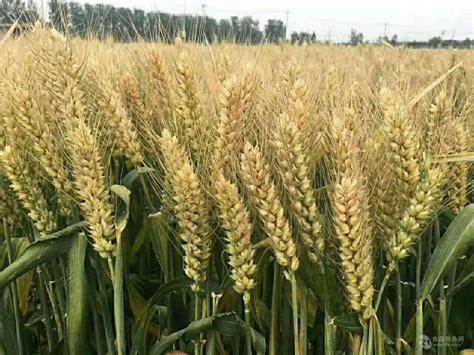 适宜陕西关中种植的河南小麦品种