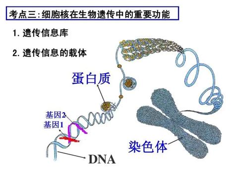 遗传信息的载体是dna还是染色体
