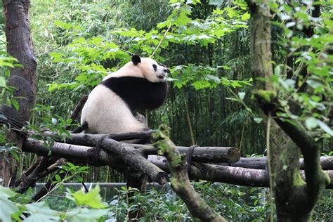 都江堰有哪些熊猫