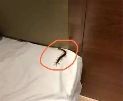 酒店宾馆床头发现蜈蚣