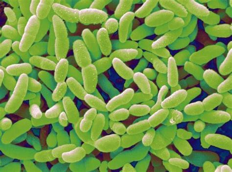 醋酸菌是真核生物吗