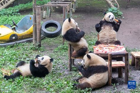 重庆动物园大熊猫双重喜庆