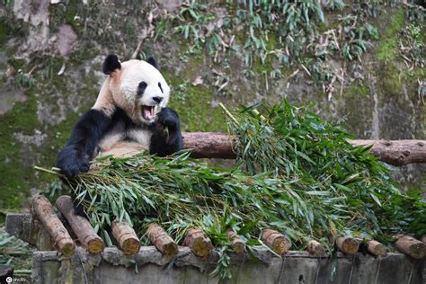 重庆动物园熊猫馆开馆时间