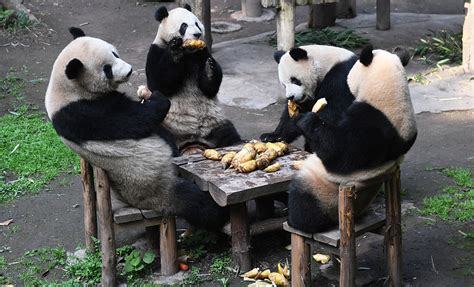 重庆大熊猫四喜丸子的妈妈是谁