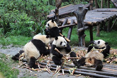 重庆大熊猫基地在哪里地点