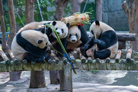 重庆大熊猫游玩