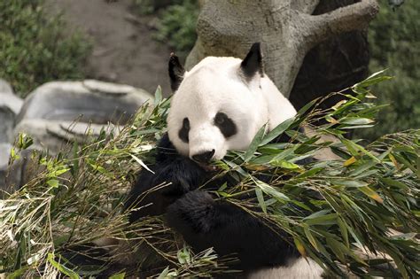 重庆有大熊猫公园吗