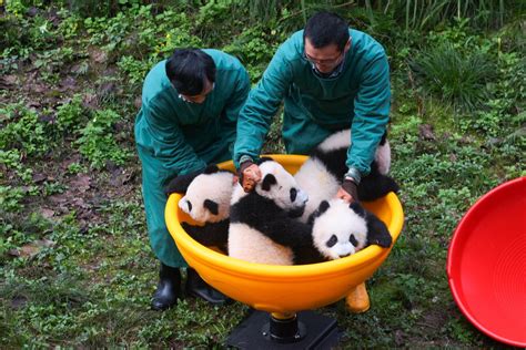 重庆熊猫四胞胎出生