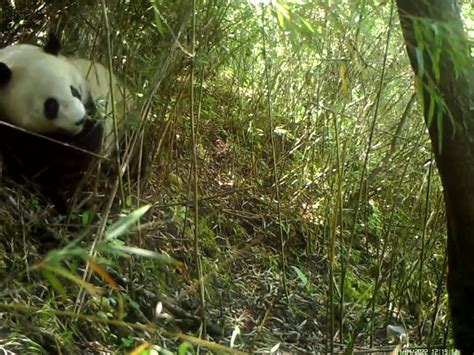 野生熊猫下山觅食