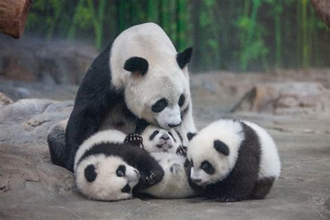 野生熊猫中唯一的双胞胎