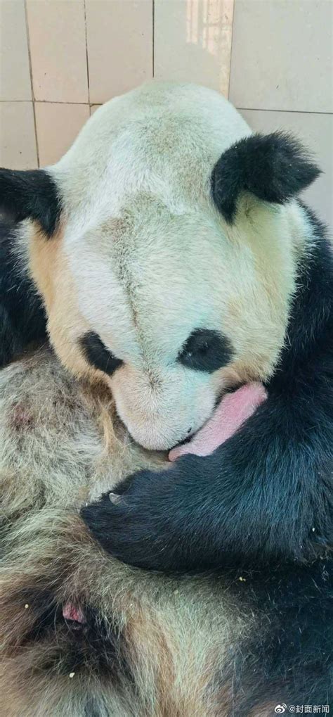 野生熊猫产崽