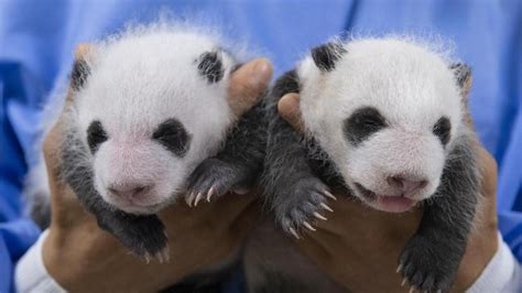 野生熊猫双胞胎幼仔
