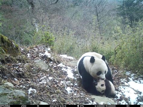 野生熊猫和幼崽分离