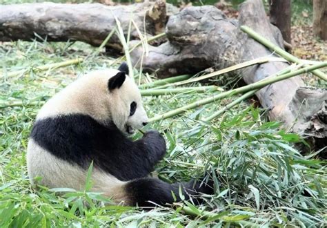 野生熊猫现在有多少只