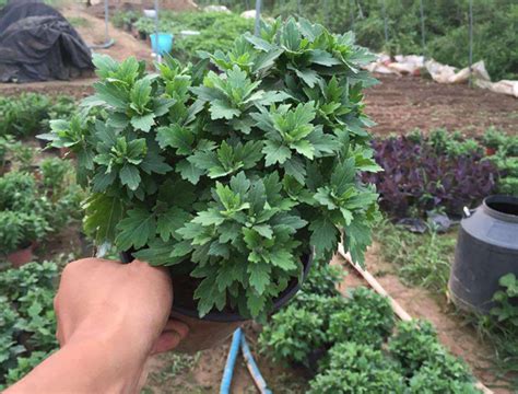 野菊花菜的种植方法