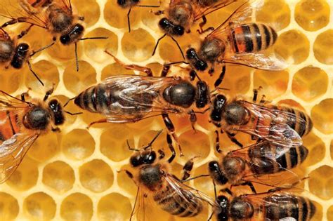 野蜜蜂蜂群养殖