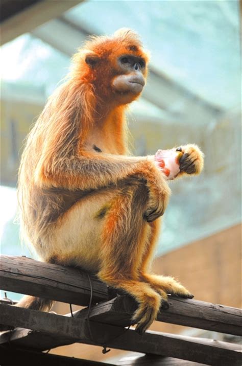 金丝猴给游客拿水果