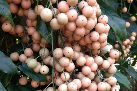 金果榄种子种苗