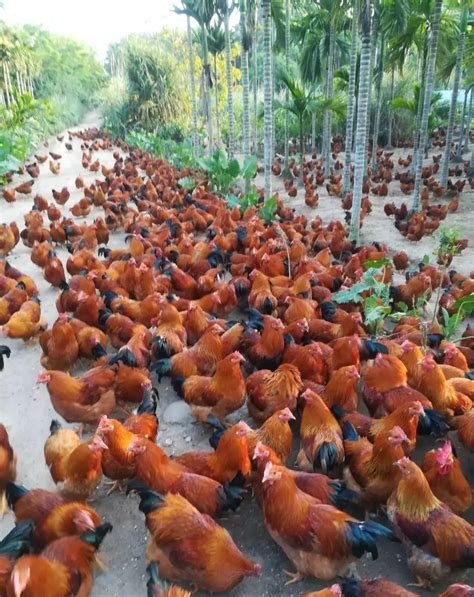 钦州哪里有农村山林养鸡场