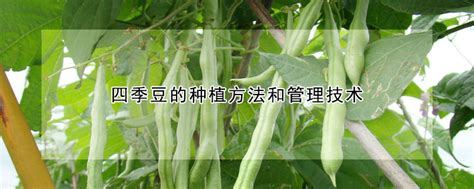 长豆怎么种植和管理