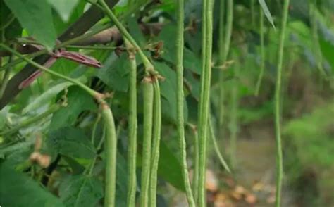 长豆的种植方法和时间