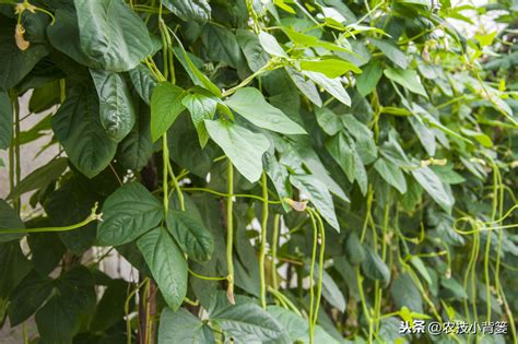 长豆的种植方法和管理技术