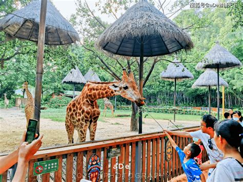长隆野生动物园2020