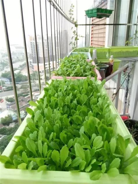 阳台菊花菜种植方法