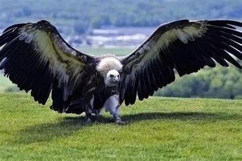 阿根廷巨鹰为什么灭绝