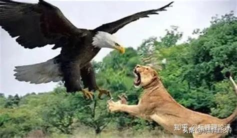 阿根廷巨鹰吃狮子视频