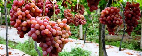 露天种植葡萄优良品种
