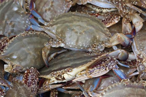 青岛市最近螃蟹多少钱一斤