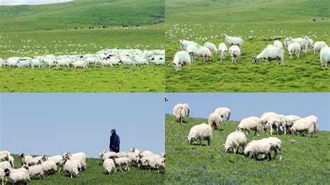 青海草原上的羊群