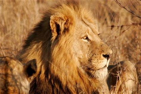 非洲最著名的狮王