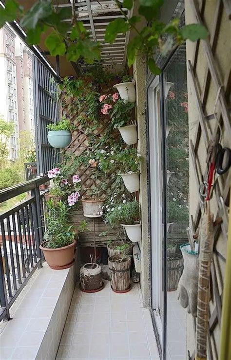 顶楼阳台适合种什么植物
