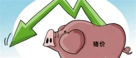 预测猪价的机构