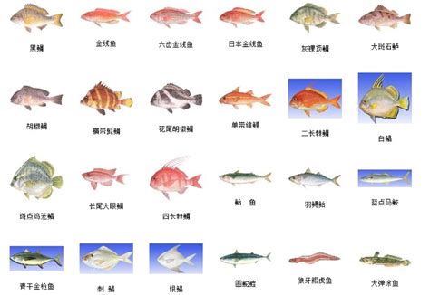 食用海鱼名对照图