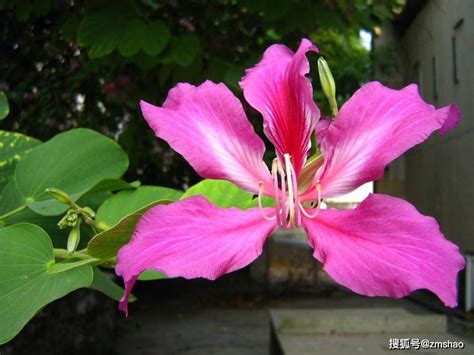 香港特区的花是什么花