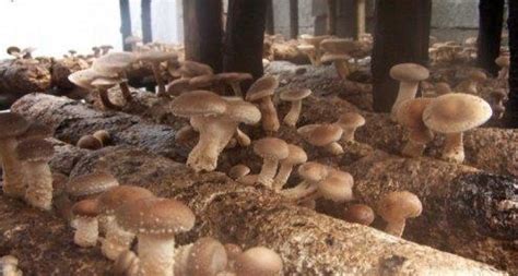 香菇的种植法
